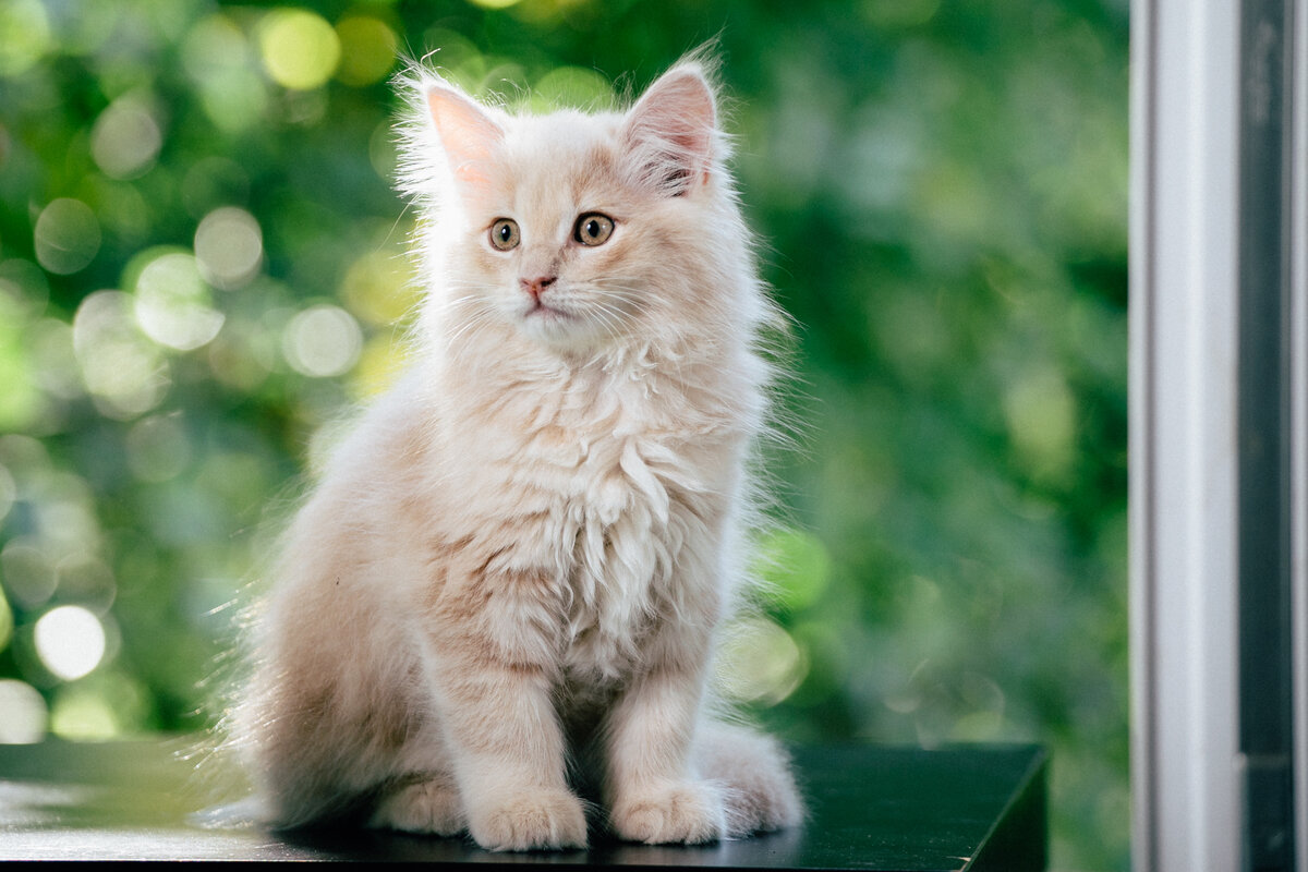 Наш Ричи с детства обожает сидеть на окошке и нюхать воздух, но не знаю, сможет ли узнать нас по запаху
