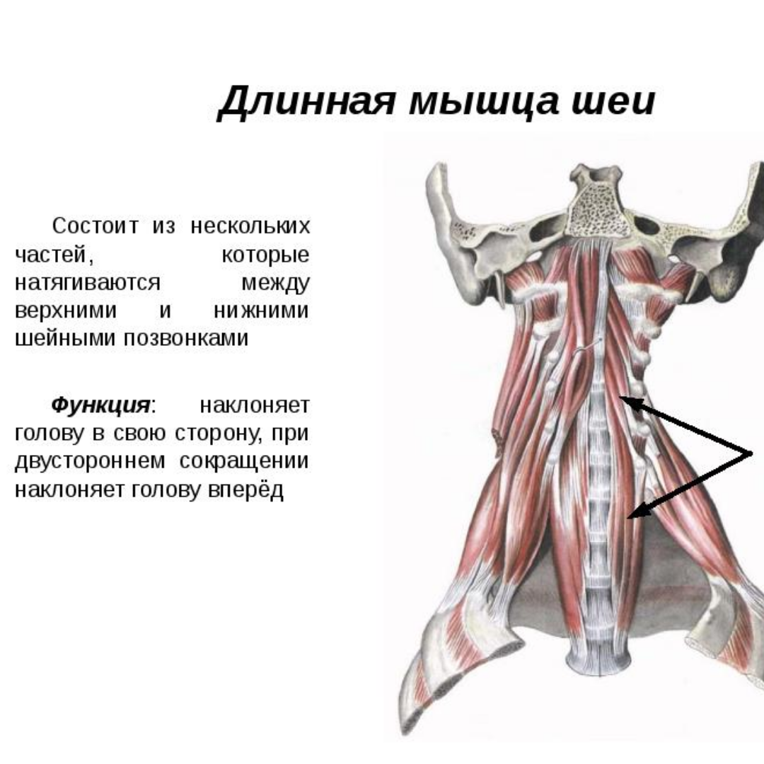 Мышца выше. Длинная мышца шеи (m. Longus Colli). Длинная мышца головы (m. Longus capitis). Длинная мышца шеи начало прикрепление функции. Длинные разгибатели шеи анатомия.