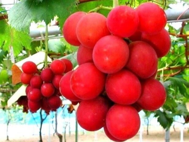 фото из интернета