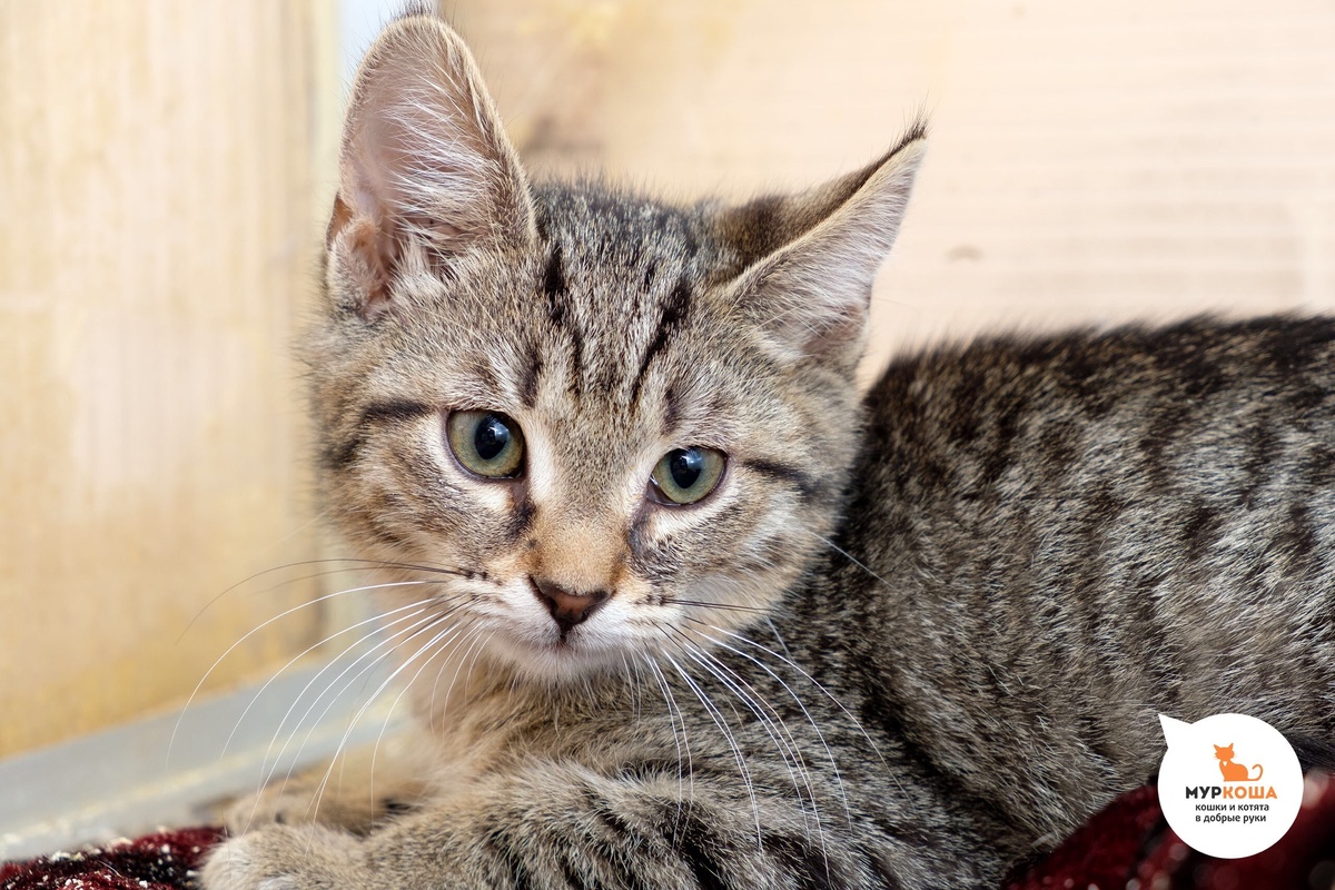 🏡🐈🐈🐈🐈Группа малышей «в полосатых купальниках» красиво плывёт в сторону  дома в прямом эфире! 😻 🎥 | Центр помощи кошкам «Муркоша» | Дзен