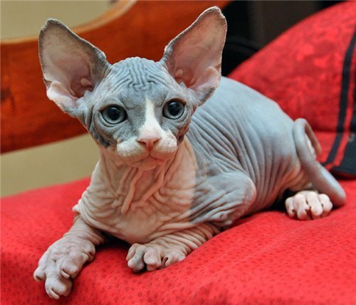 Кошка сфинкс с шерстью - 91 фото