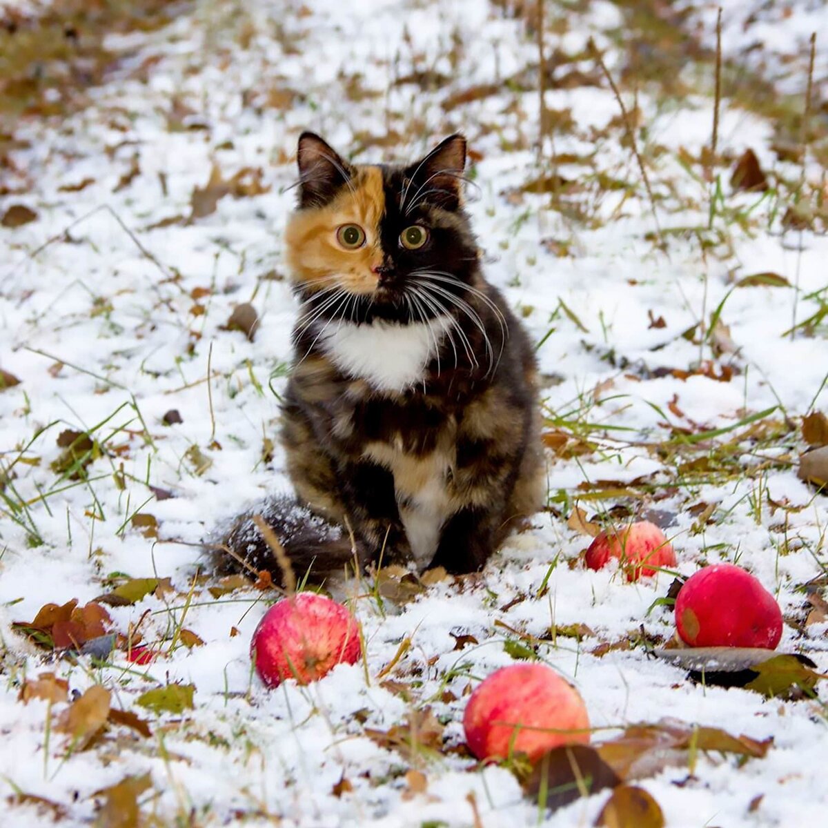 Кошка Яна (Белоруссия). Листайте, не пожалеете.