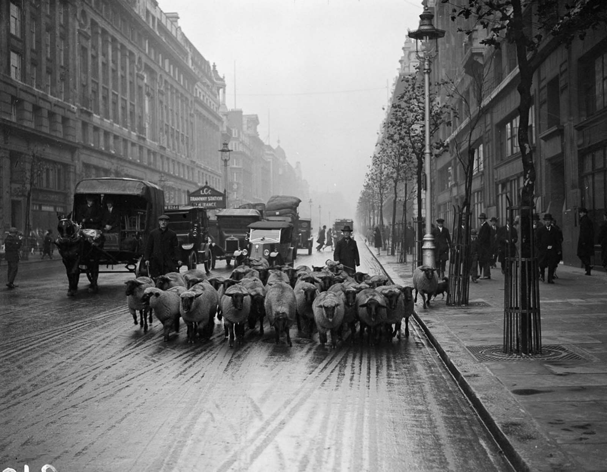  Стадо овец направляется вниз по Королевскому шоссе в Лондоне. 1926. 