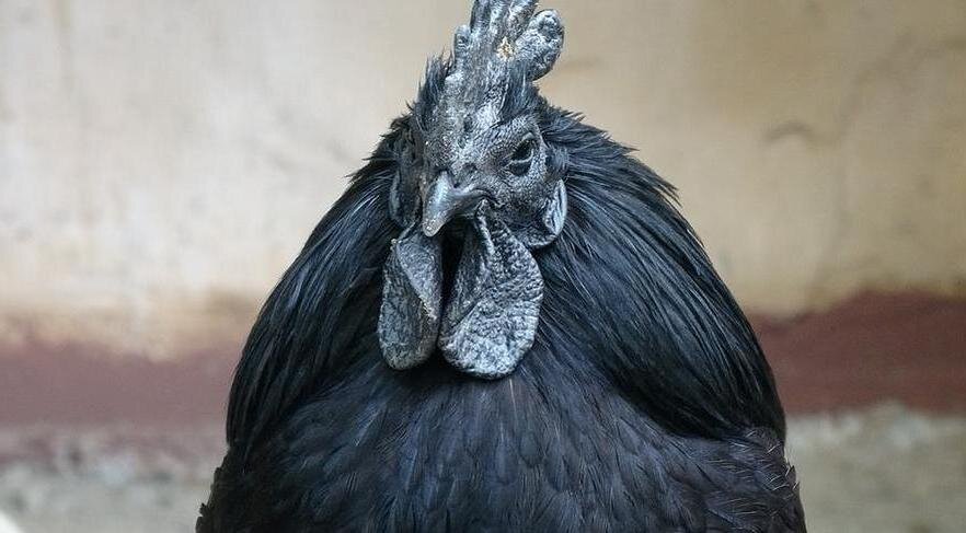 черный петух