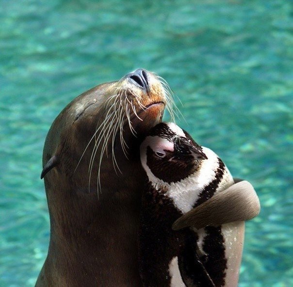 Морские котики насилуют пингвинов | Animal Trash | Дзен