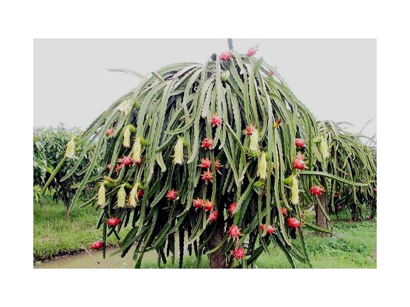 Как внутри выглядит драконий фрукт Dragon fruits carving แ ก ะ ส ล ก แ ก ว ม ง ก ร Guarnizioni alimenti, Sculture d