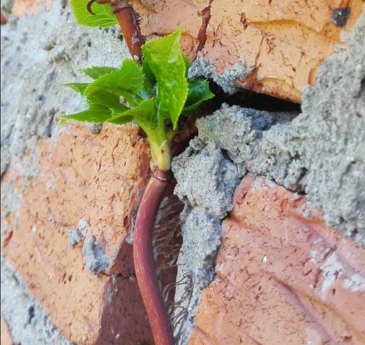 На этом фото хорошо видны воздушные корни гортензии черешковой