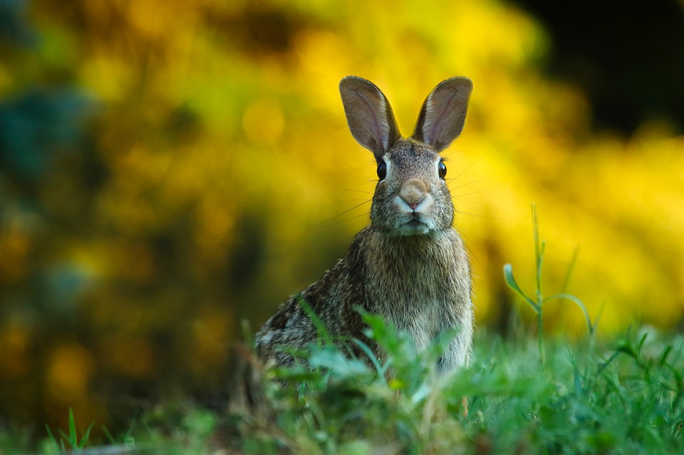 https://pixabay.com/photos/rabbit-hare-animal-wildlife-bunny-1882699/