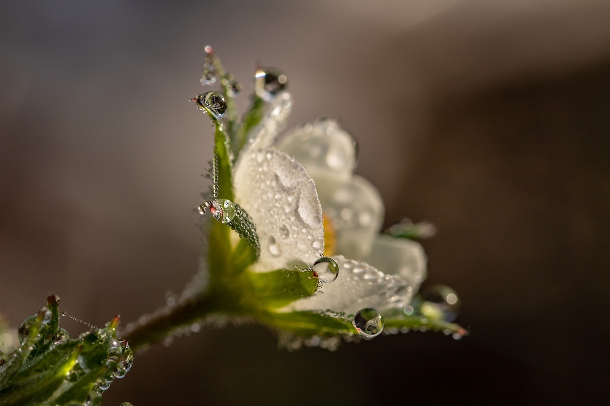 https://pixabay.com/photos/raindrop-dewdrop-strawberry-flower-3402550/