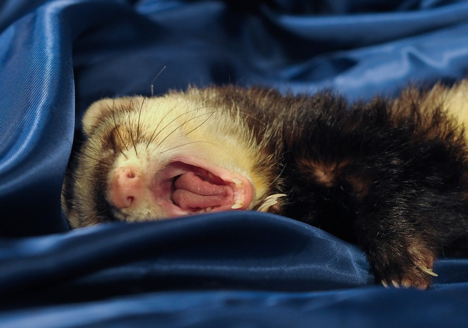 https://pixabay.com/photos/ferret-yawn-language-1972523/