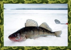 Ловля судака на жерлицы предусматривает их установку на лунку, а благодаря основе лунка затемняется и вода в ней замерзает с меньшей интенсивностью. Леска с живцом погружается в воду, на определенную до начала рыбалки глубину. Затем нужно согнуть прутик с сигнализатором, под катушку так чтобы во время вращения катушки прутик высвободился и рыболову стало видно поклевку. Некоторые рыболовы могут установить прутик таким образом, что он подсекает судака, но подробной технологии нам пока найти не удалось.