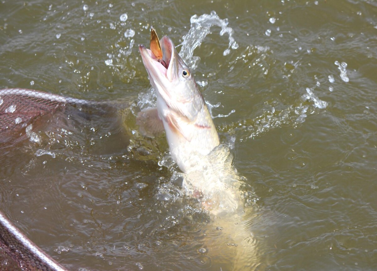 Щука с жадностью хватает колебалку!
