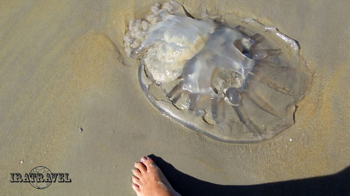 Медуза на пляже. Для сравнения рядом моя стопа 41 размера (фото автора)