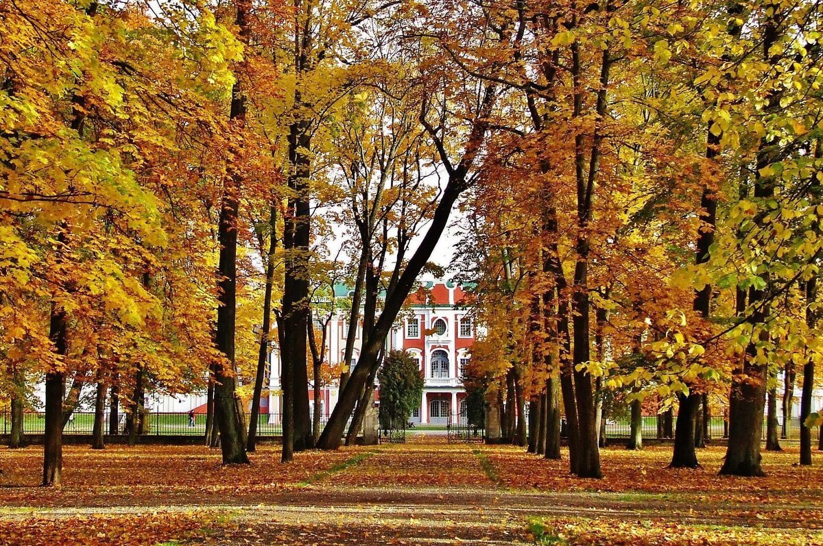 Увидеть осень. Парк Кадриорг осенью. Кадриорг Таллин Золотая осень. Осень в парке Кадриорг. Аллея в Таллине.