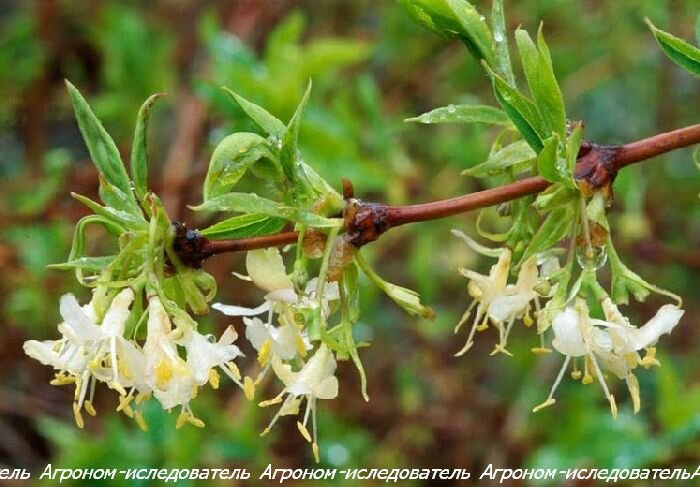 Жимолость душистая ( Lonicera fragrantissima )