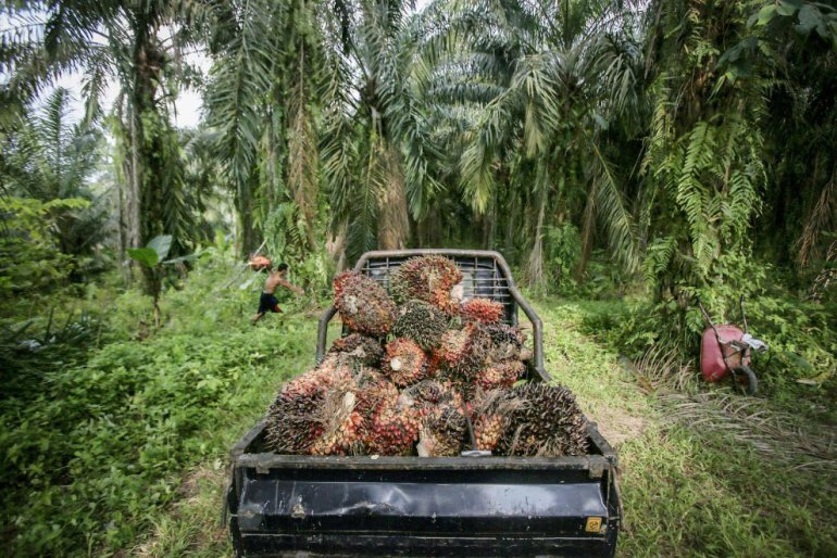 Как пальмовое масло становится причиной вымирания орангутангов