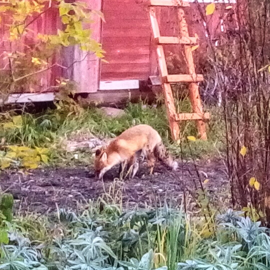Фото взято здесь https://stolicaonego.ru/news/lisy-vyhodjat-k-domam-zhitelej-karelii-foto-i-video/