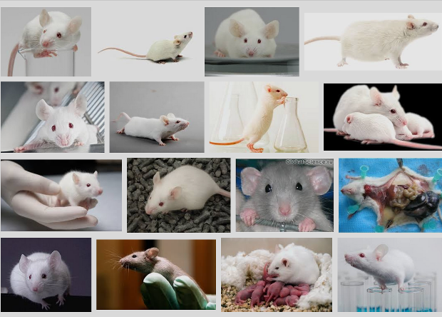 Если набрать в поиске по картинкам Google «лабораторная мышь», получится вот такой результат: Готова поспорить, что если вы никогда особенно близко с этими существами не сталкивались, то примерно так