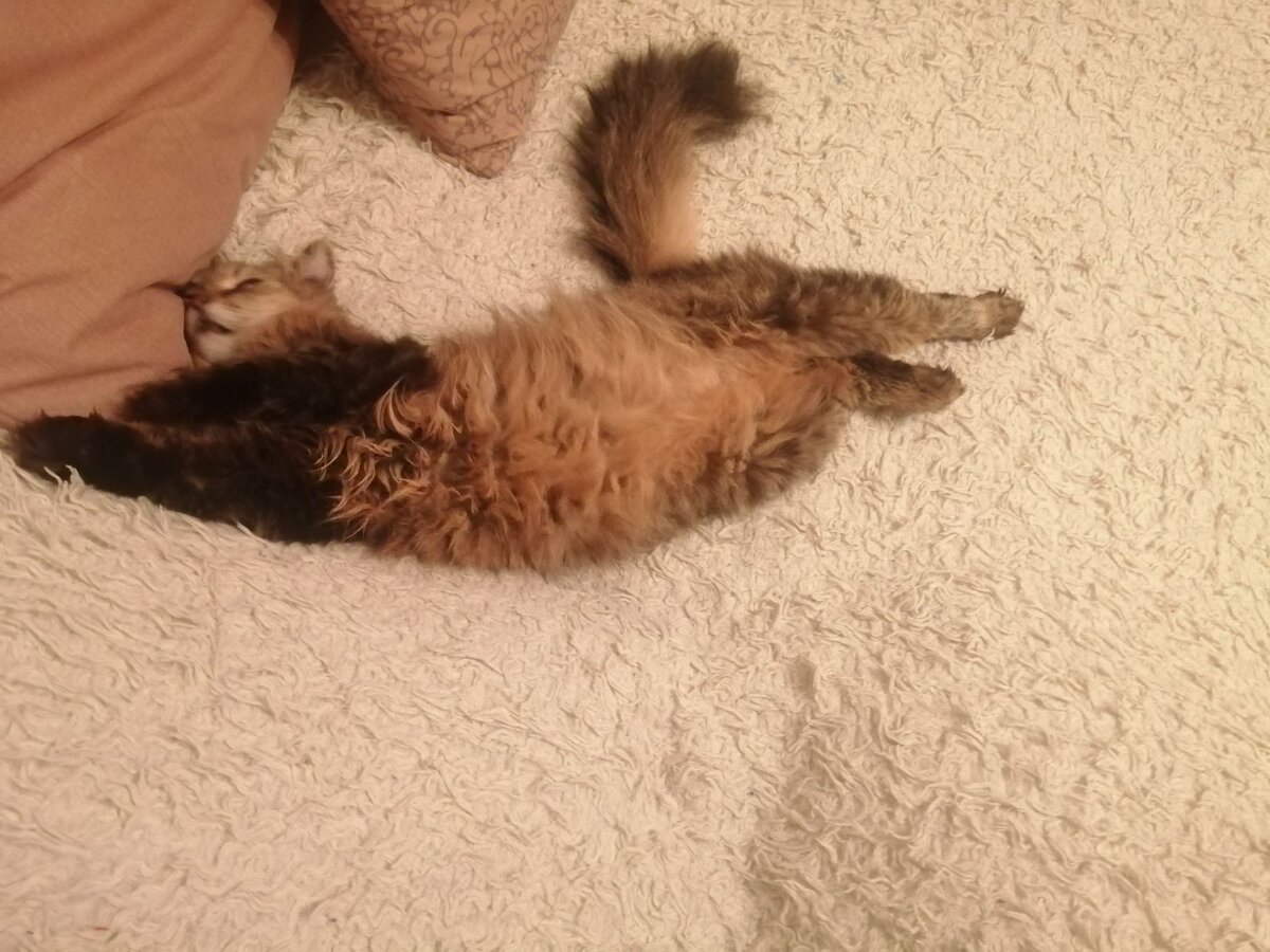 Ещё сон не доглядела