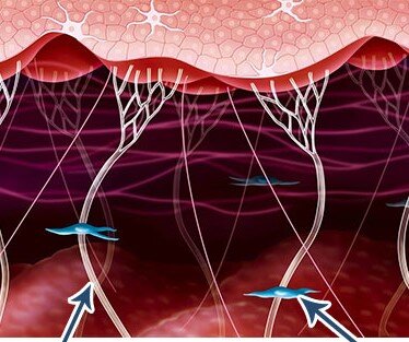 Фото с сайта https://sportivnoepitanie.ru/kollagen-i-ehlastin/
