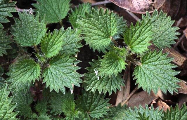 Крапива - весьма полезная "трава"