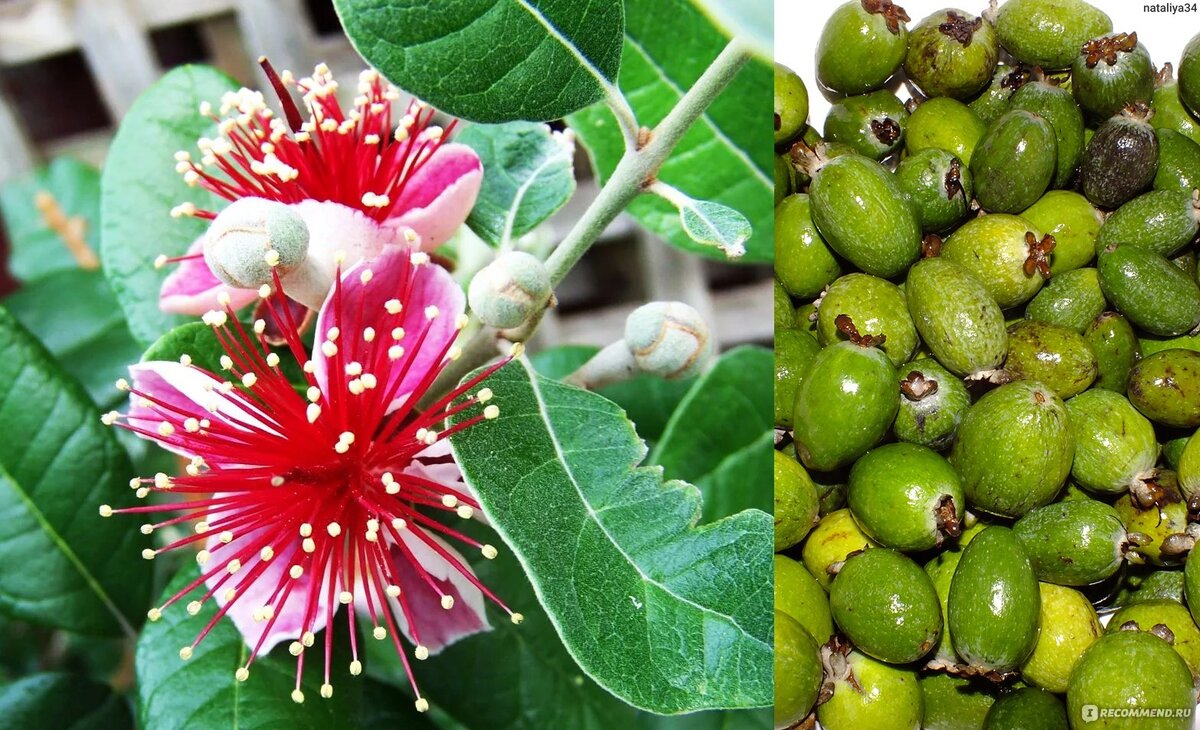 Цветы и плоды