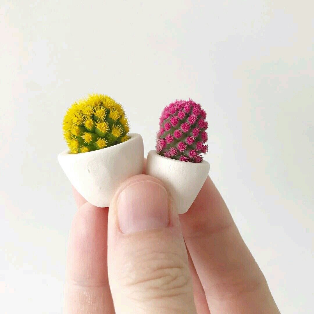 Самый маленький кактус в мире. Самый маленький кактус. Самый маленький кактус. Самый маленький кактус. Самый маленький кактус в мире блоссфельдия.