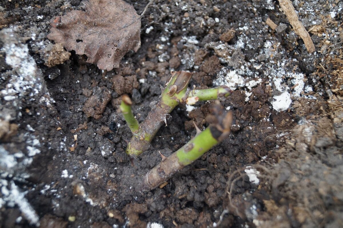 Куст розы подмерз