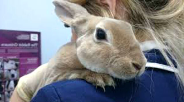 Прививки кроликам: какие ставить