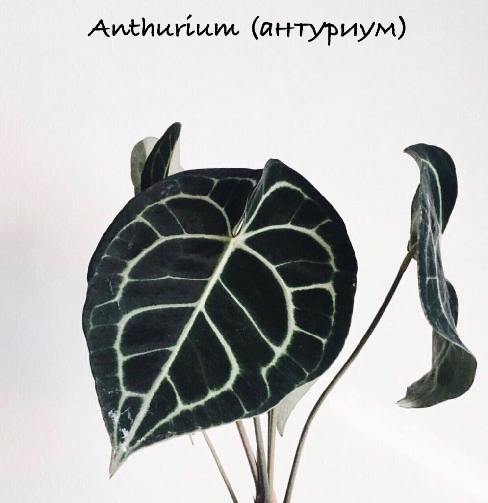 Антуриум