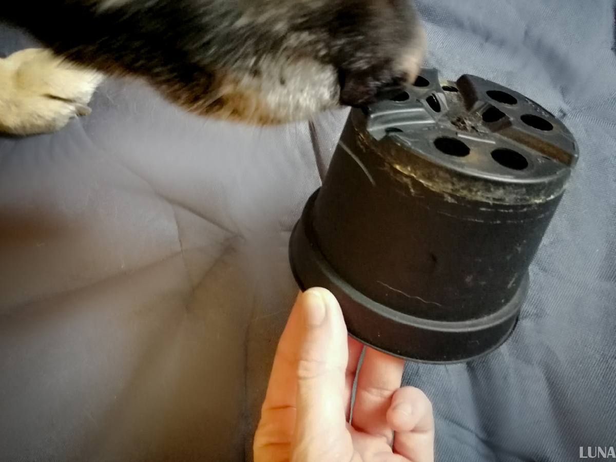 У меня вместо стаканчиков цветочные горшочки с дырочками - играть веселее, и запах более привлекательный