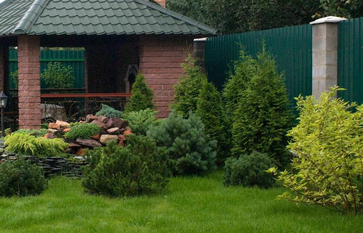 Для чего я рекомендую сажать Можжевельник рядом с домом. Актуально как раз в нынешнее время