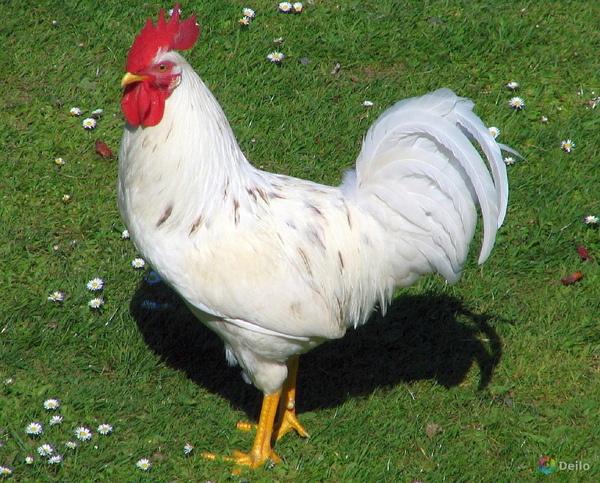 из интернета.