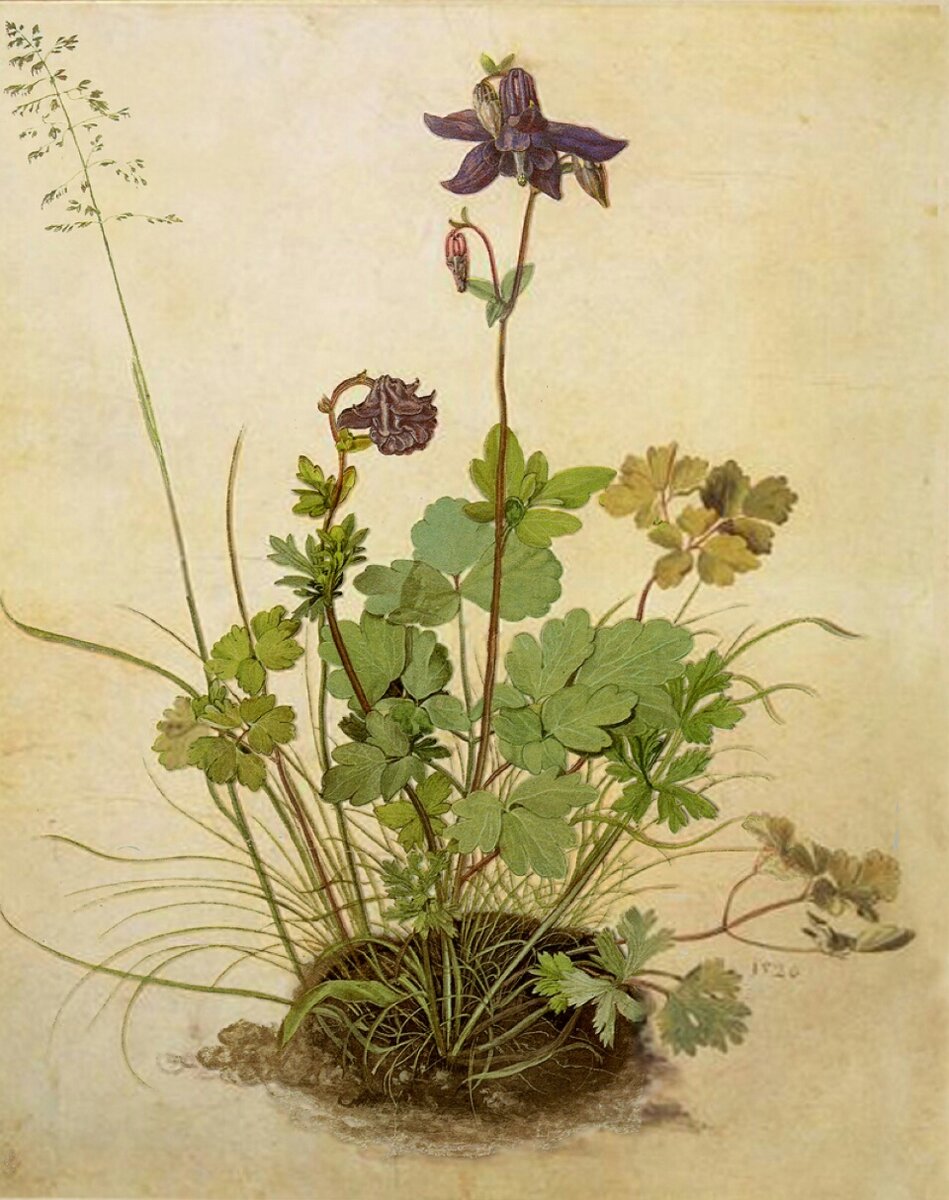 Альбрехт Дюрер, Цветок водосбор, 1526 г.