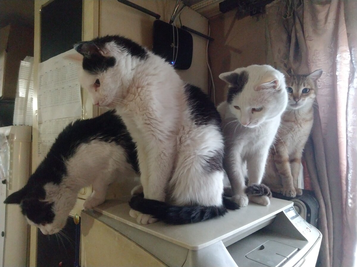 Кошки наблюдают сверху