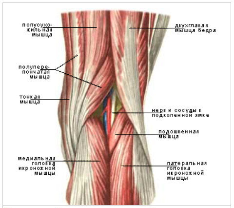 Тянущие боли под коленом