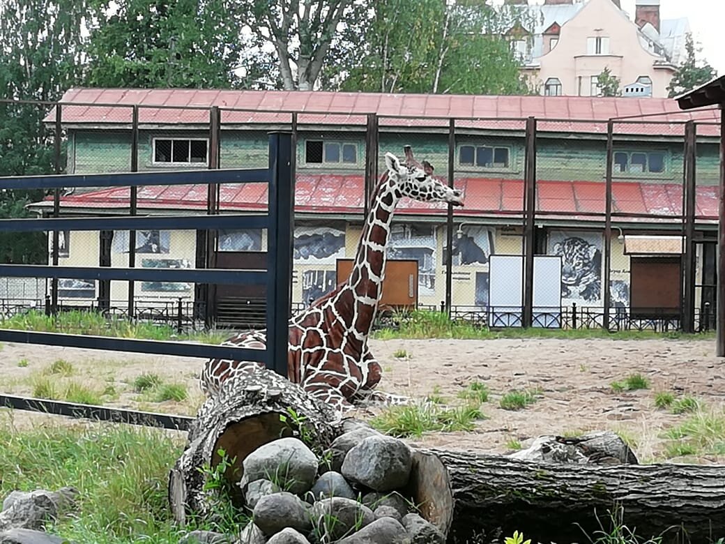 Побывала в знаменитом Ленинградском зоопарке. Увидела белую медведицу и  жирафа Соню. Фотографии получились великолепные! | Глафира Красота | Дзен