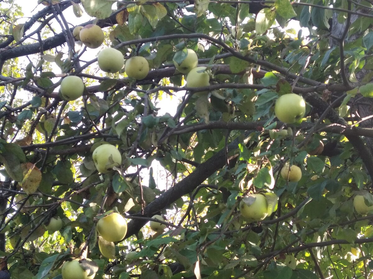 Яблочки наливные зимние