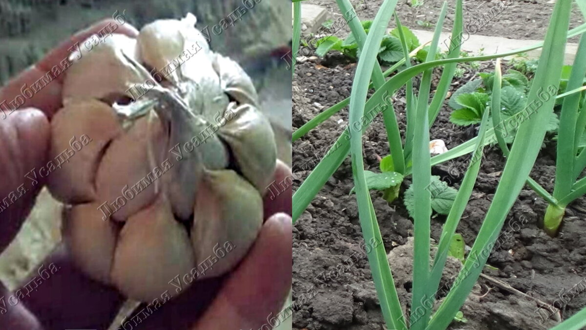 Пока что все идет нормально. Жду  вот такие головки чеснока.