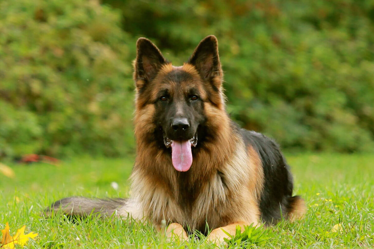 Немецкая овчарка