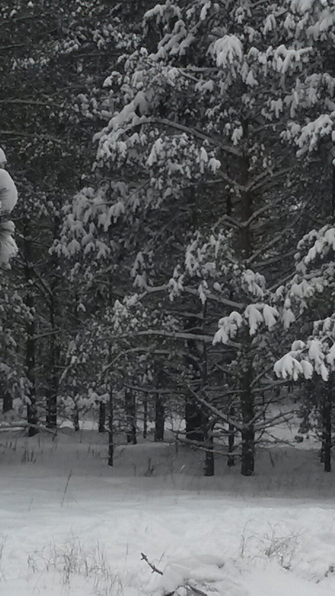 Зимняя красота...