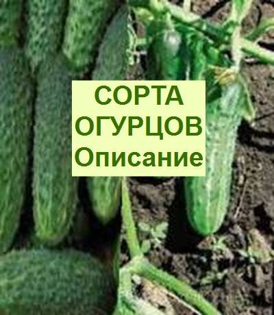 огурцы белая ночь f1