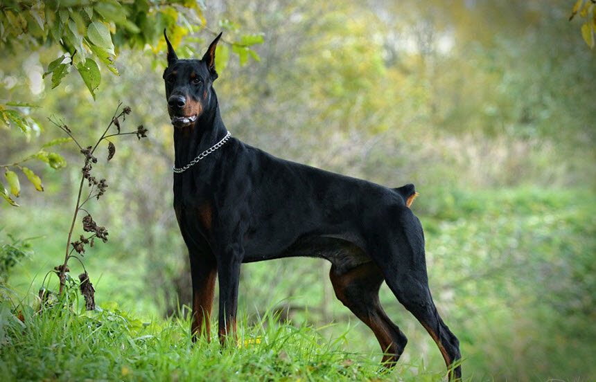 Взято из открытых источников. 