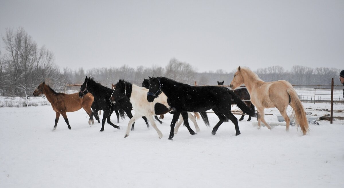 Фото из группы ВК "Конный клуб в Кривой Луке": https://sun9-55.userapi.com/impg/JT-fK3SKztR6EJ7CXc8SEqnlm1w-qmITVV7dpg/uBk8JjwXOlY.jpg?size=1280x698&quality=96&sign=151657c3c08d659b7c7aa501d4c93cf2&type=album