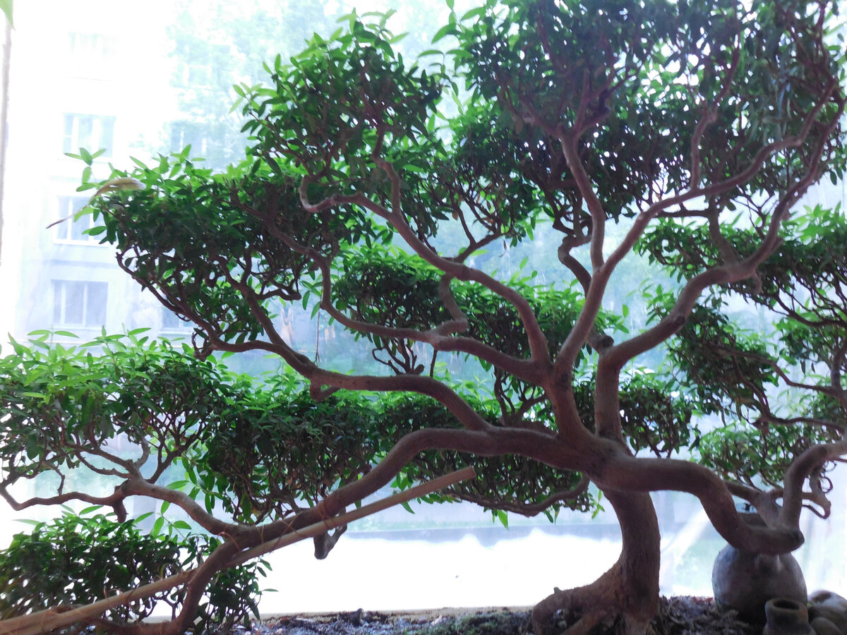 Миртовое деревце-бонсай на нашем окне. Листочки горькие, но...