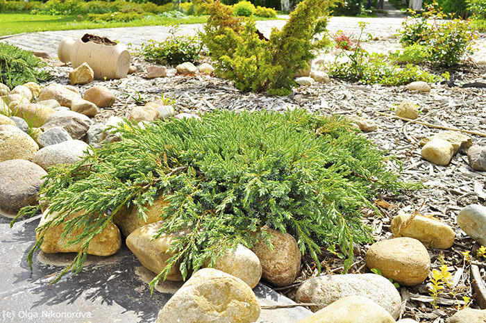 Много камней и низкорослые растения