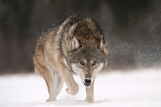На рисунок следа волка, его внешний вид, на свежесть и четкость, влияют  характер снежного покрова, время, снегопад, который прошел ночь, а также  температурные изменения, ветер и освещение.