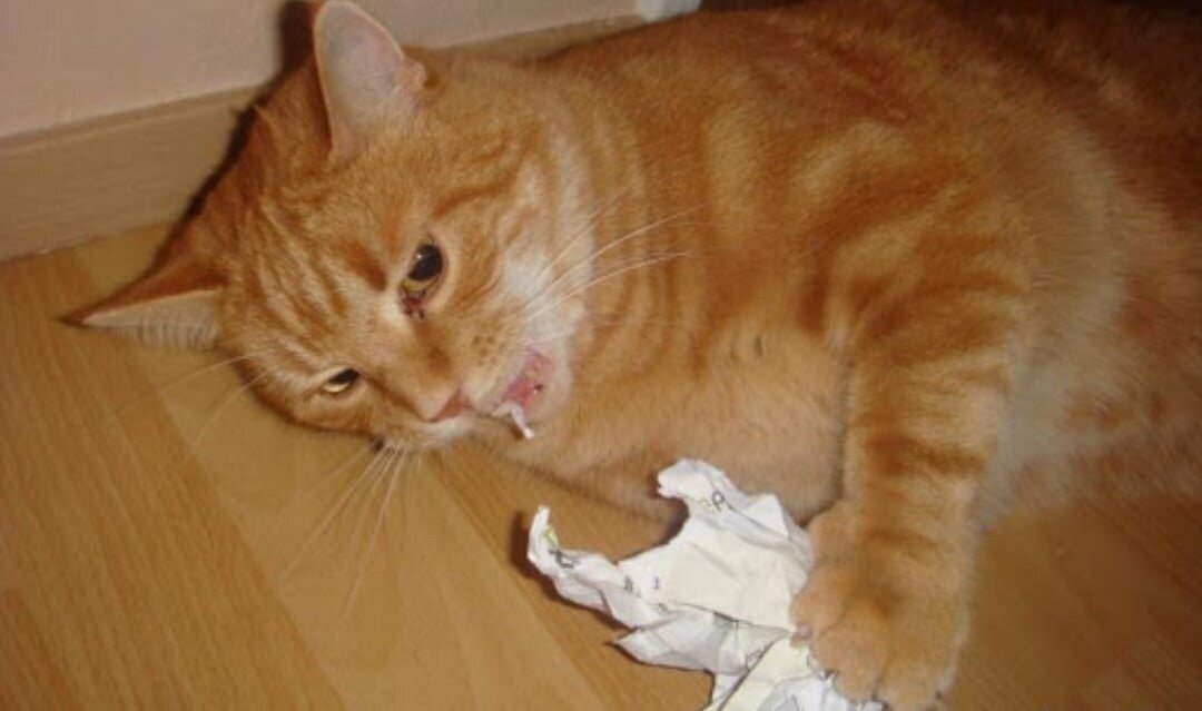 Хоть золотом покрой себя сусальным хоть день и ночь. Ничего хоть. Бернард шоу главный урок истории. Афоризмы про вдохновение прикольные. Ничего хоть.