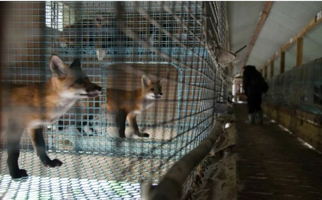 Фото взято из интернета. Шеды с лисами