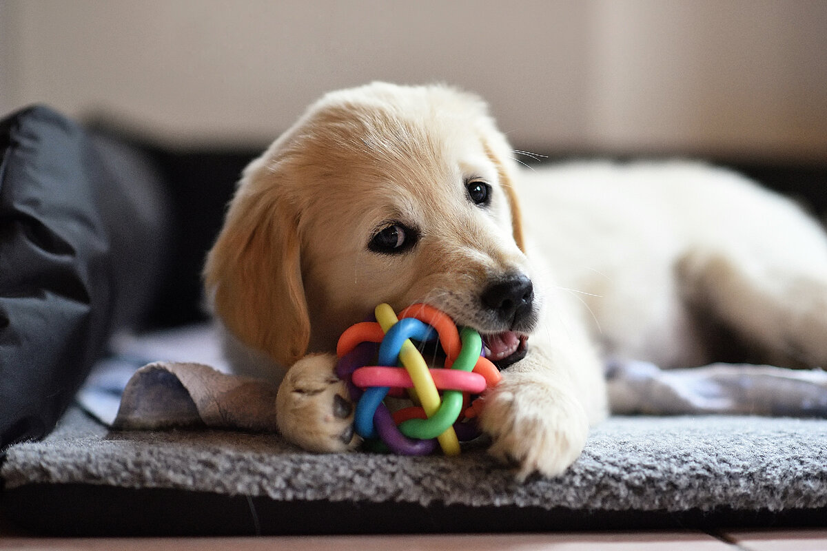 Воспитание и дрессировка собак. Хозяин собаки. Собака для детей. Игра про собаку. Домашние животные и человек.
